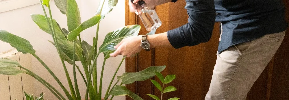 Person reinigt Pflanze mit Sprühflasche
